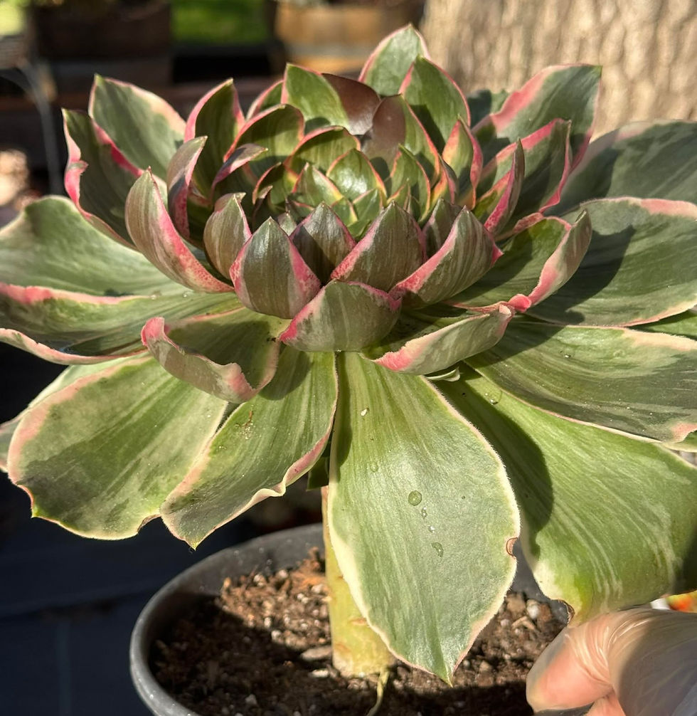 Thumbnail: New Aeonium Devil Eyes cluster