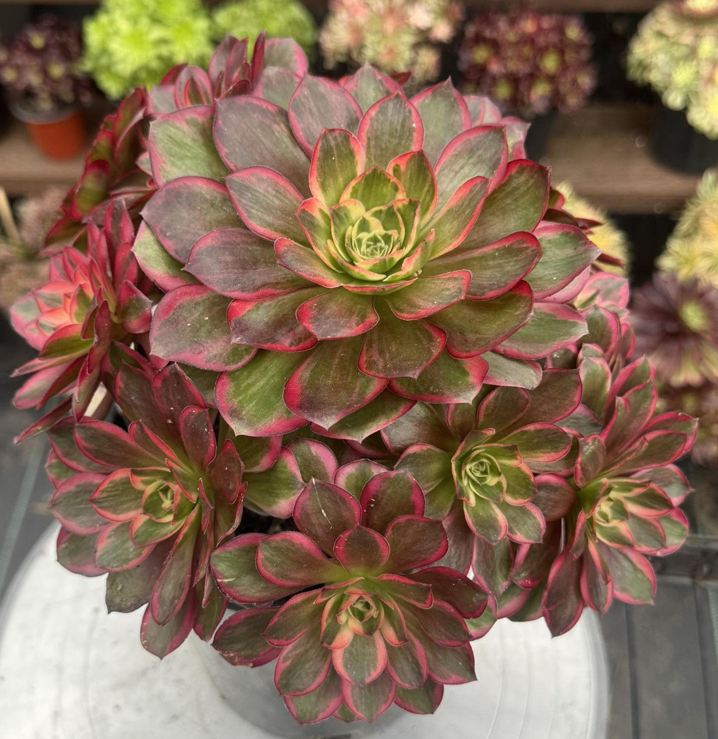 Aeonium Meijin Rose variegated well rooted in 1 gallon pot #302