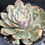 Thumbnail: New variety! Echeveria Han Crystal variegated
