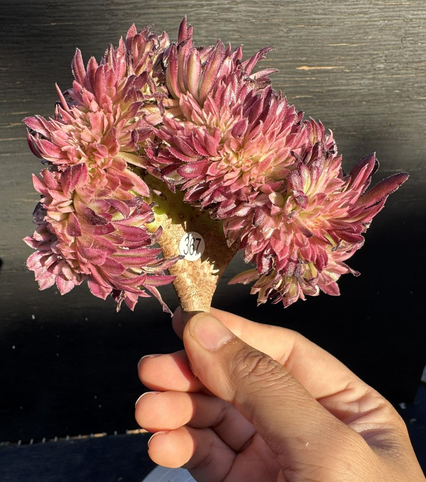 Aeonium Fairy Ink crest cutting #367