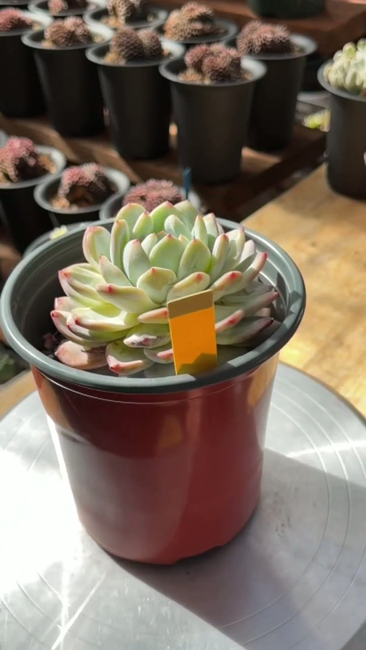 Thumbnail: Echeveria Orange Monroe well rooted in 1 gallon pot #0575