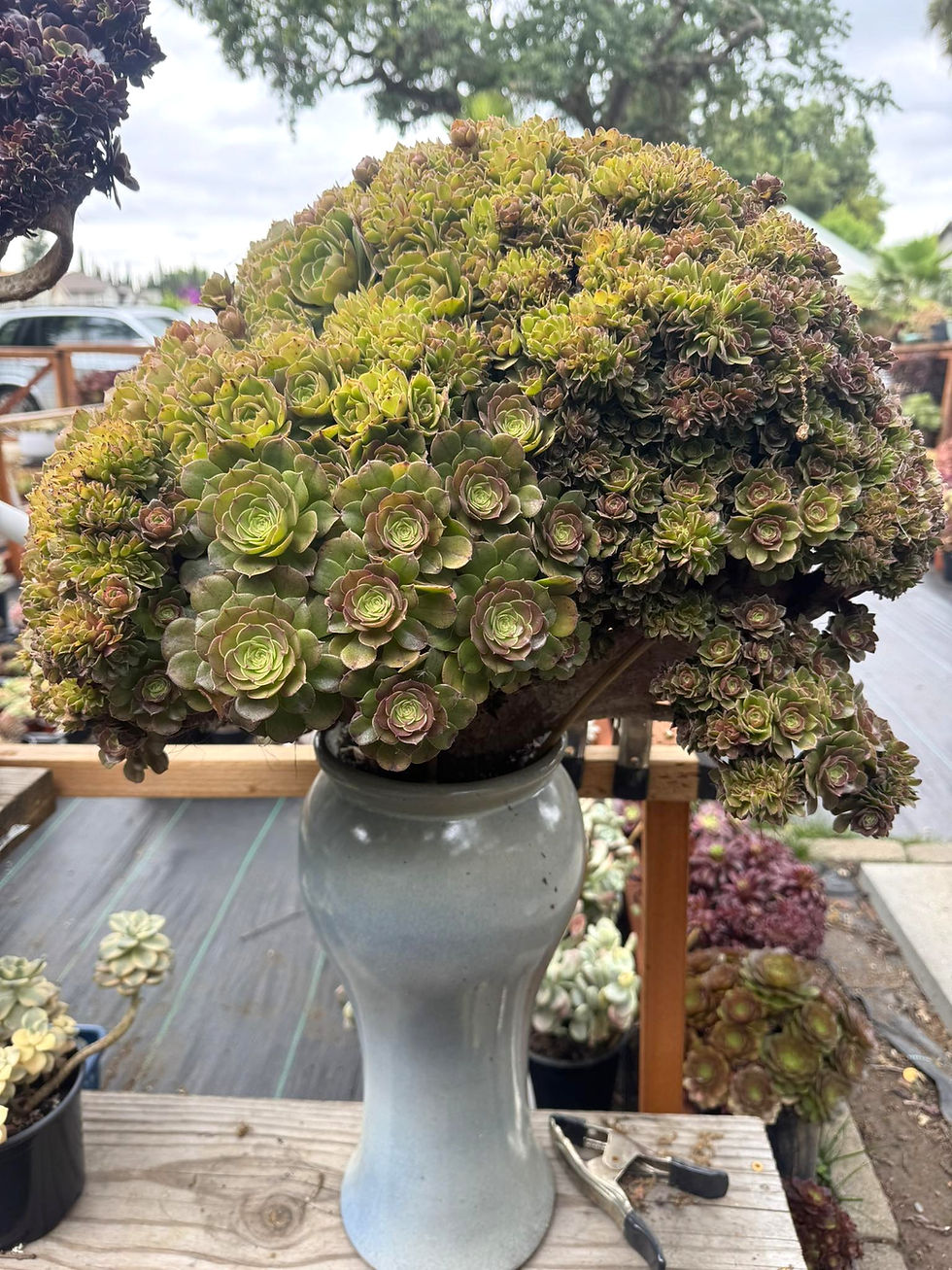 Thumbnail: Aeonium Halloween Million Rose collection piece 20”x18”x15”