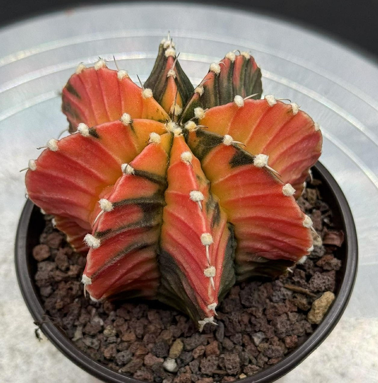 Gynmocalycium variegated - seed grown, Thailand imported- rare color #0340