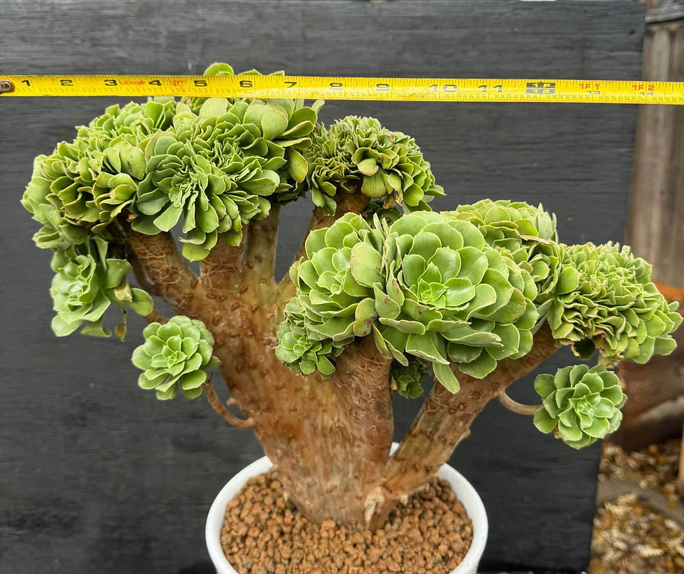 Thumbnail: Aeonium Green Rose crest - thick stem