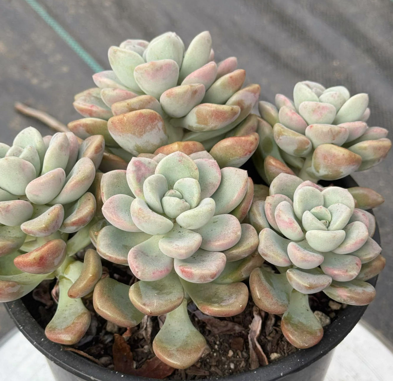 Graptoveria Amor Fatti/spotted deer cluster well rooted in 1 gallon pot #69