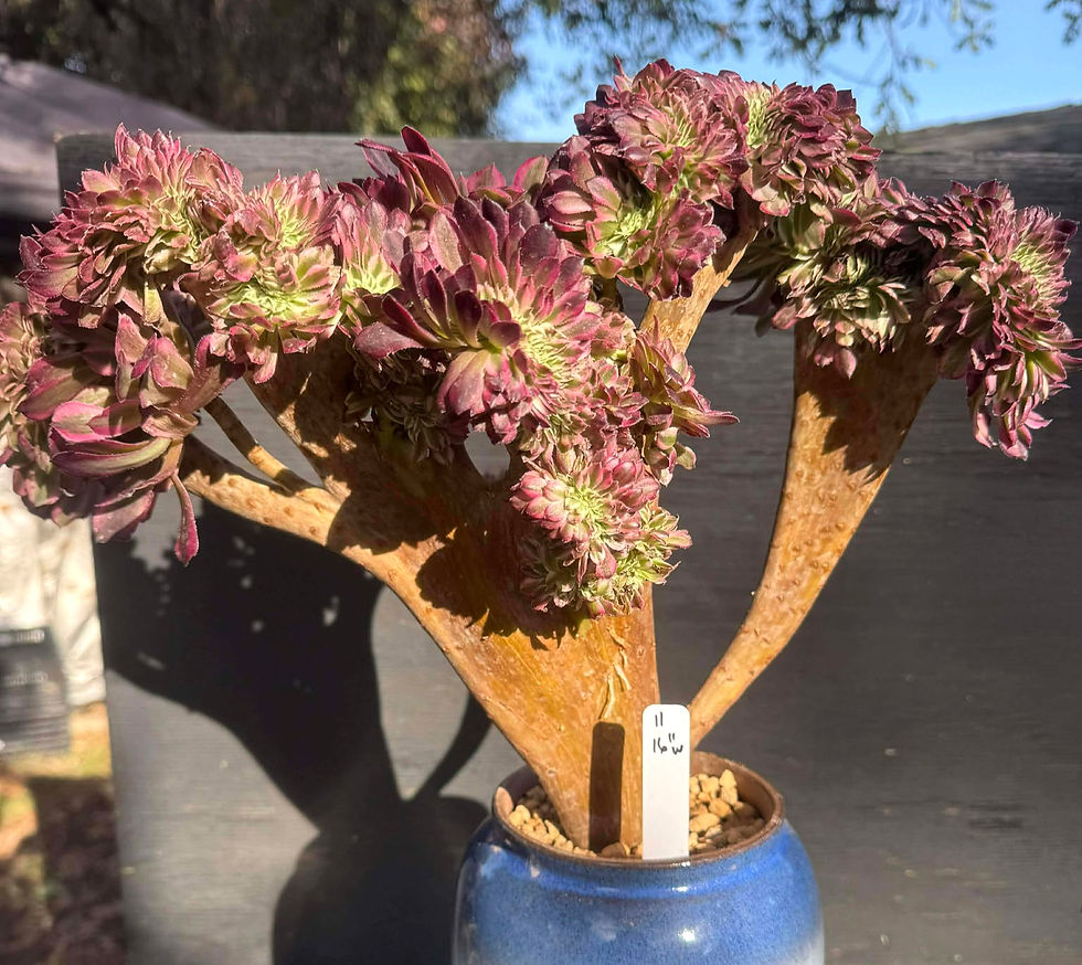 Aeonium Pink Zwarkin variegated crest 16”w #11