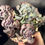 Thumbnail: Echeveria Raindrop and Beyonce variegated cluster