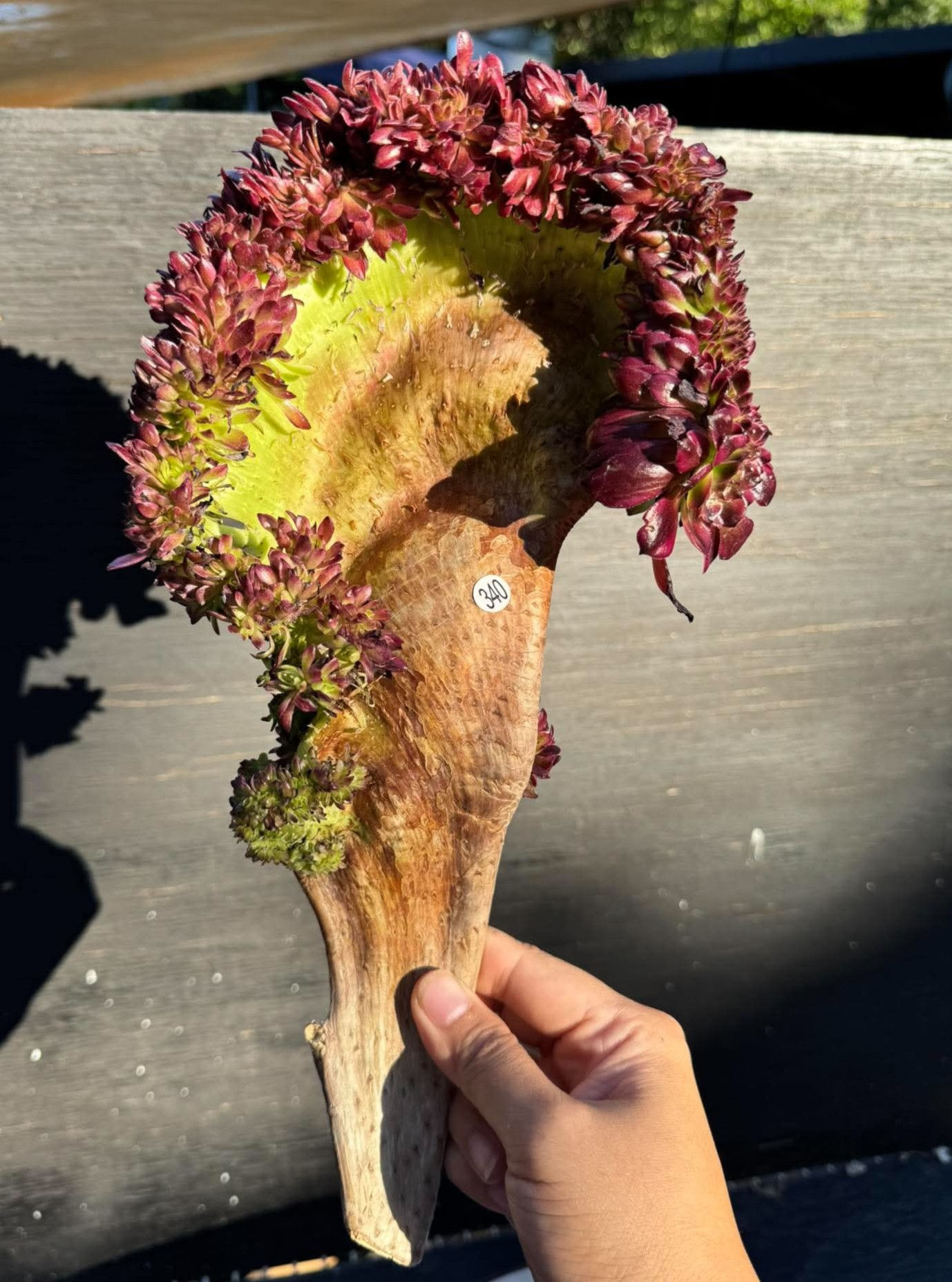 Aeonium Maggie crest Cutting #340