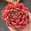 Thumbnail: Echeveria Cuckoo Bush
