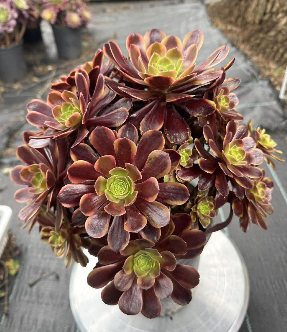 Thumbnail: Aeonium Superbang
