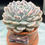 Thumbnail: Echeveria Mexican Snowball variegated #3