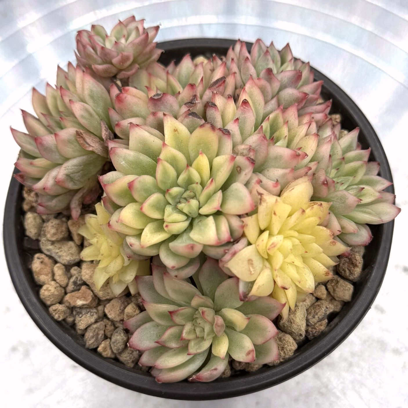 Echeveria Mebina