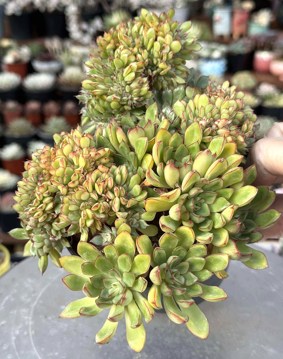 Thumbnail: Echeveria Red Moon Crest