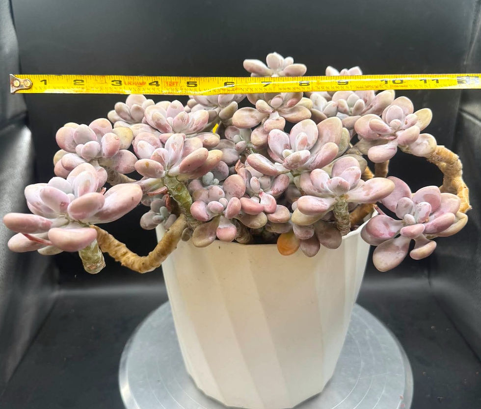 Thumbnail: Pink Moonstone old Stem #0406