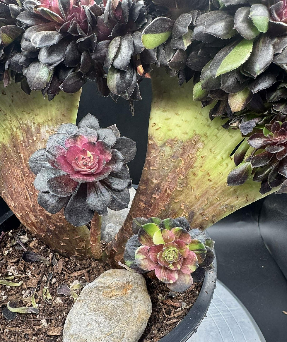 Thumbnail: Aeonium Red Wine Chocolate Rainbow variegated crest
