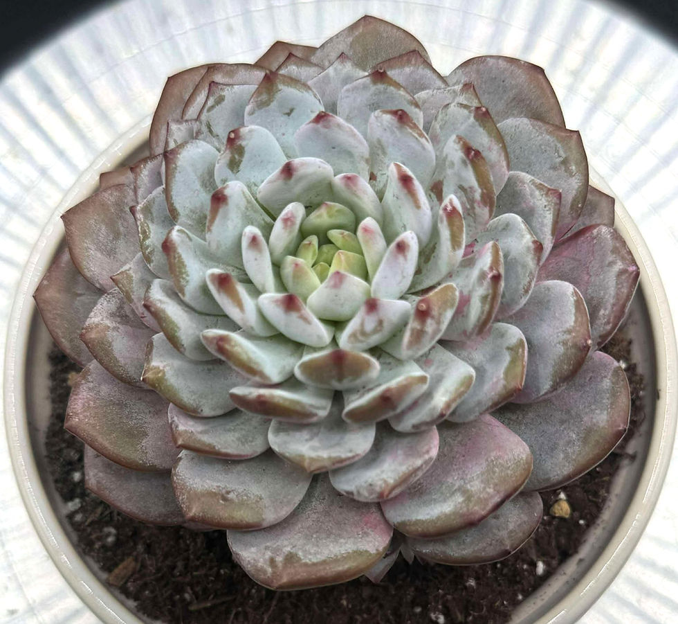Thumbnail: Echeveria Lavender Star 4.5” #E04
