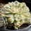 Thumbnail: Echeveria Onslow variegated cluster