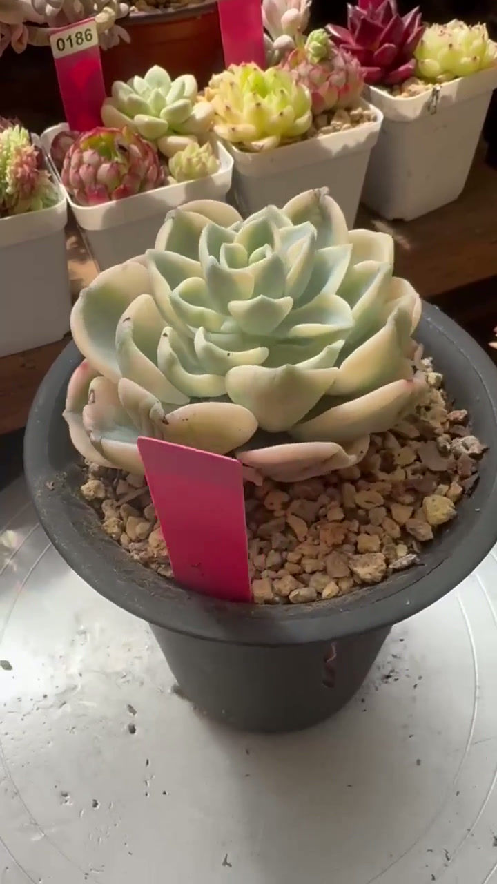 Thumbnail: Big Echeveria Orpet variegated #0281