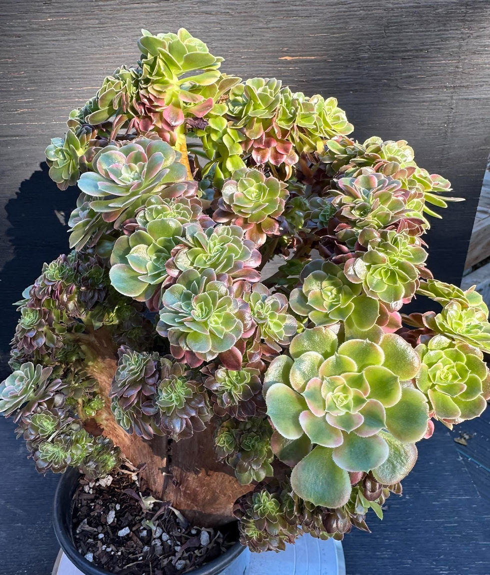 Thumbnail: Aeonium Xiang Fei crest #0022