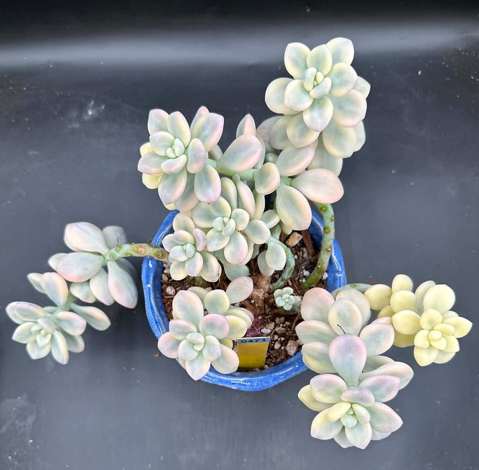 Thumbnail: Pachyphytum Loushen variegated #0471