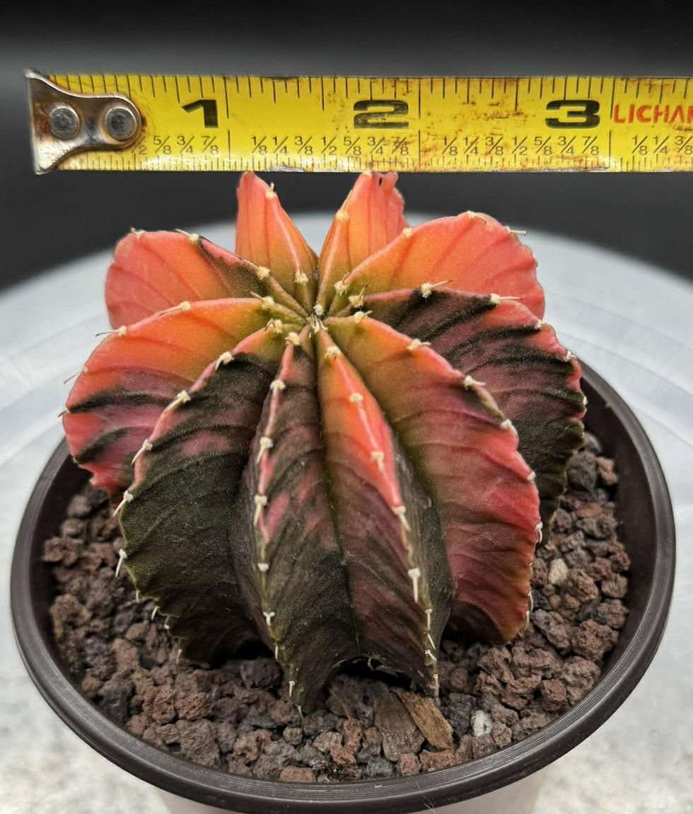Thumbnail: Gynmocalycium variegated-seed grown Thailand imported-rare color #0313