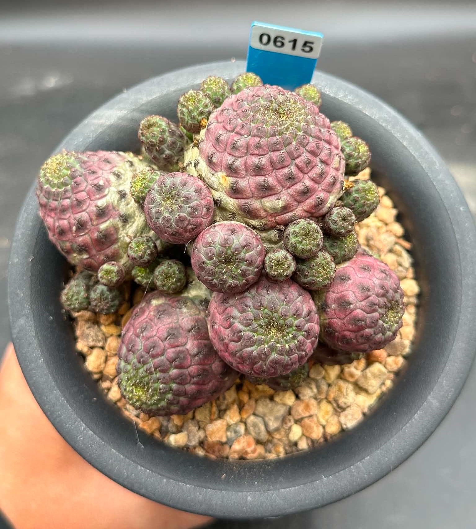 Sulcorebutia rauschii cactus in 5” pot #0615