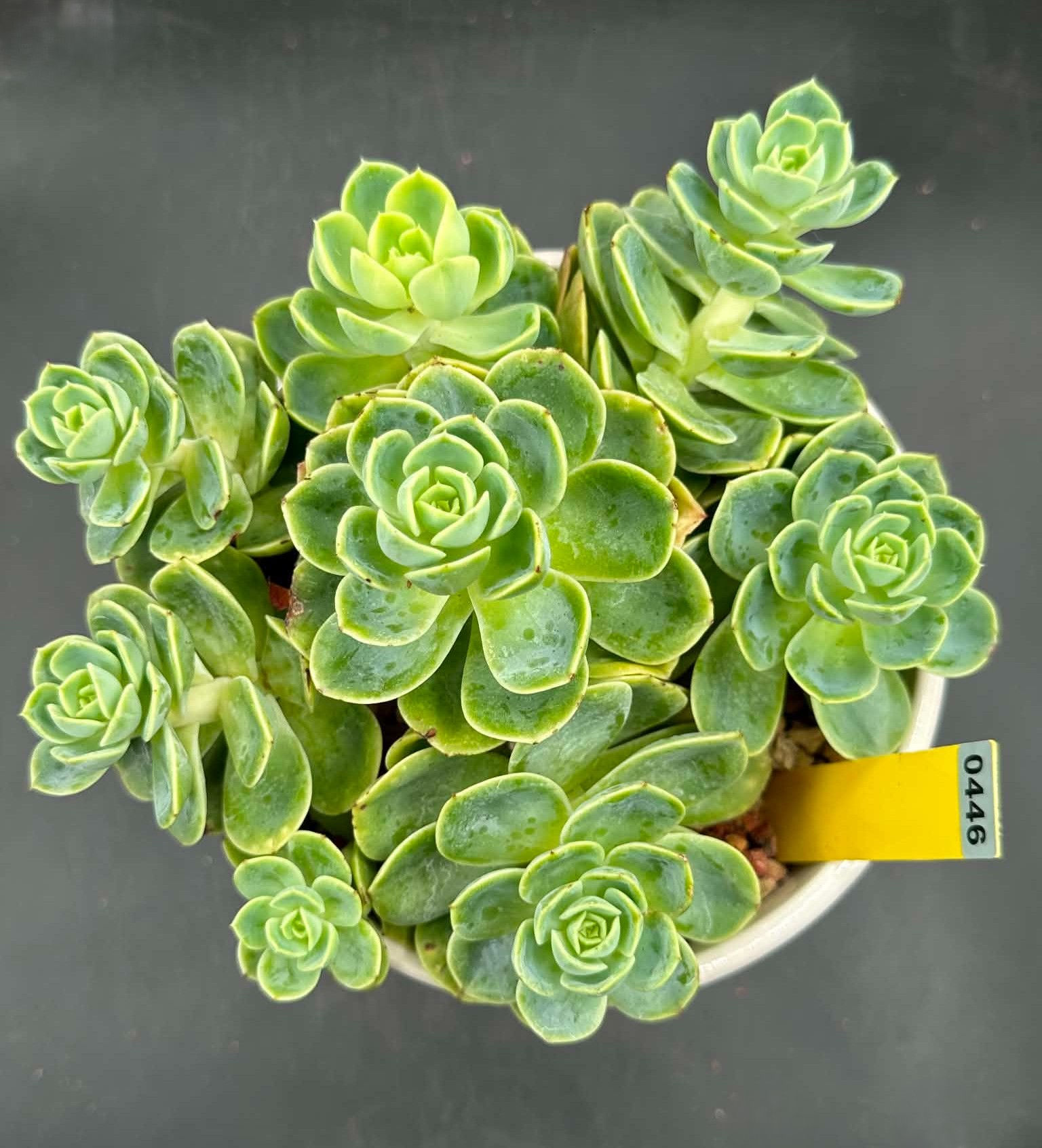 Echeveria Menlo well rooted-maybe not a whole cluster #0446