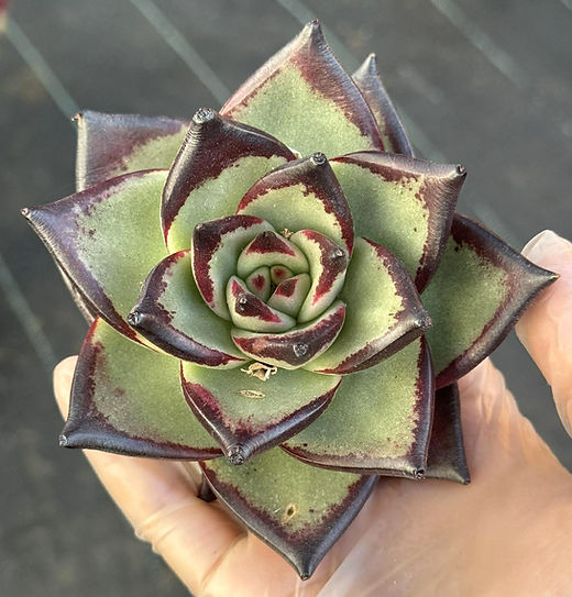 Echeveria Wood Ebony | Best Succulents USA