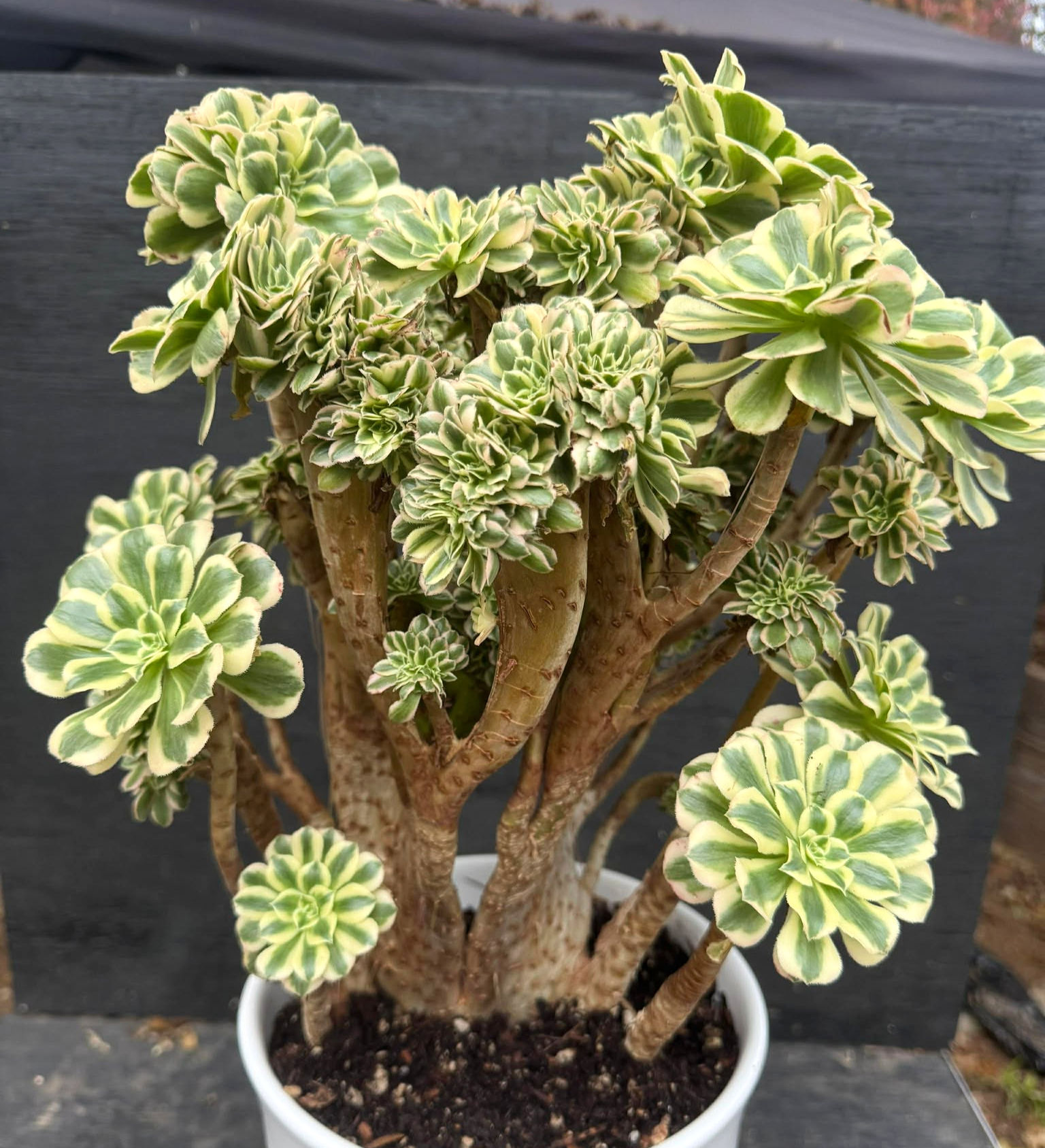 Charming Tall Aeonium Maybach variegated crest well rooted #66