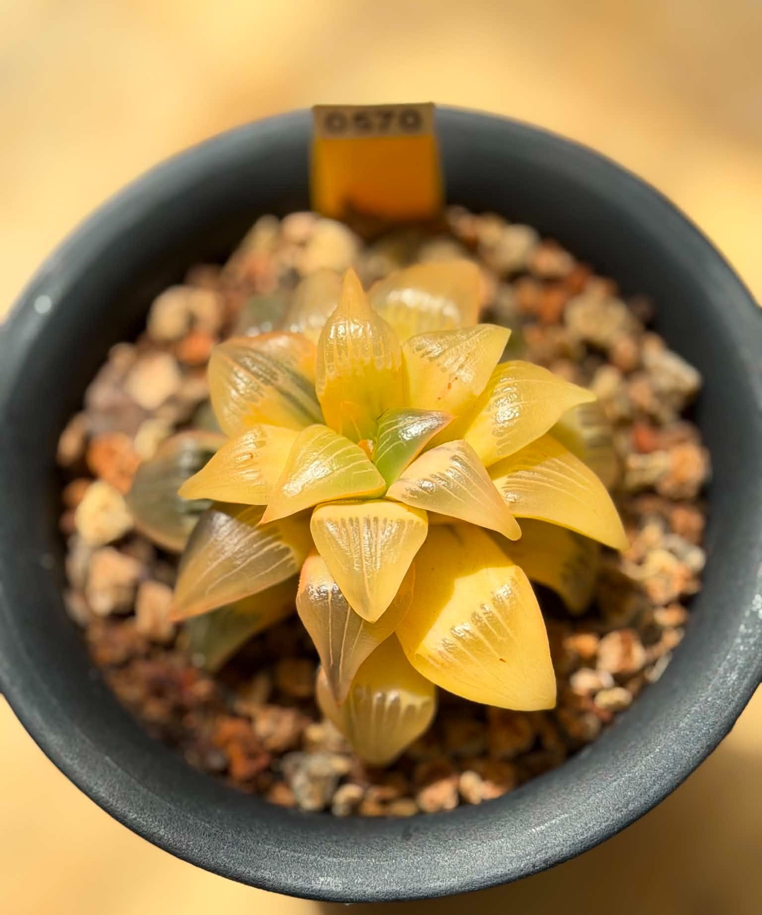 Haworthia Retusa Variegated Cymbiformis reversed variegated #0570