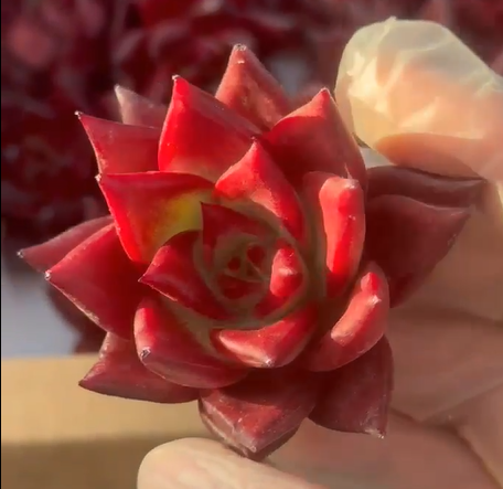 Echeveria Red Rubin