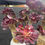 Thumbnail: Special Aeonium Chanel with unique combination of crest and cluster in one stem