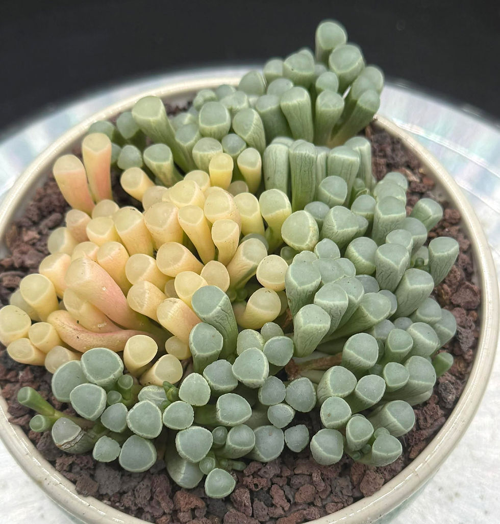 Baby Toes variegated