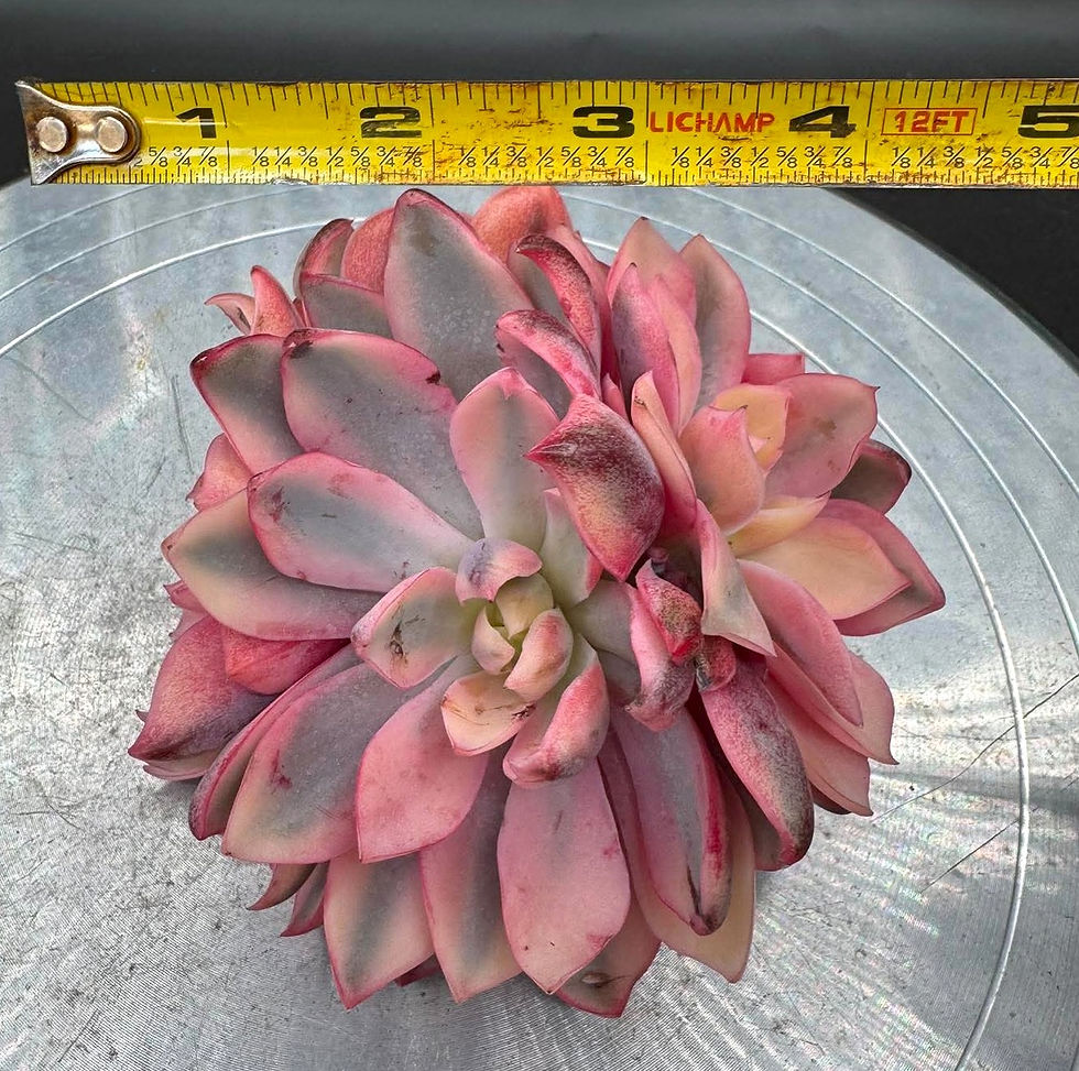 Thumbnail: Echeveria Pink Hera - rare variegated #325