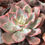 Thumbnail: Echeveria Pink Harin Variegated in 4" pot