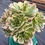Thumbnail: Well rooted Aeonium Tesla variegated cluster #F26