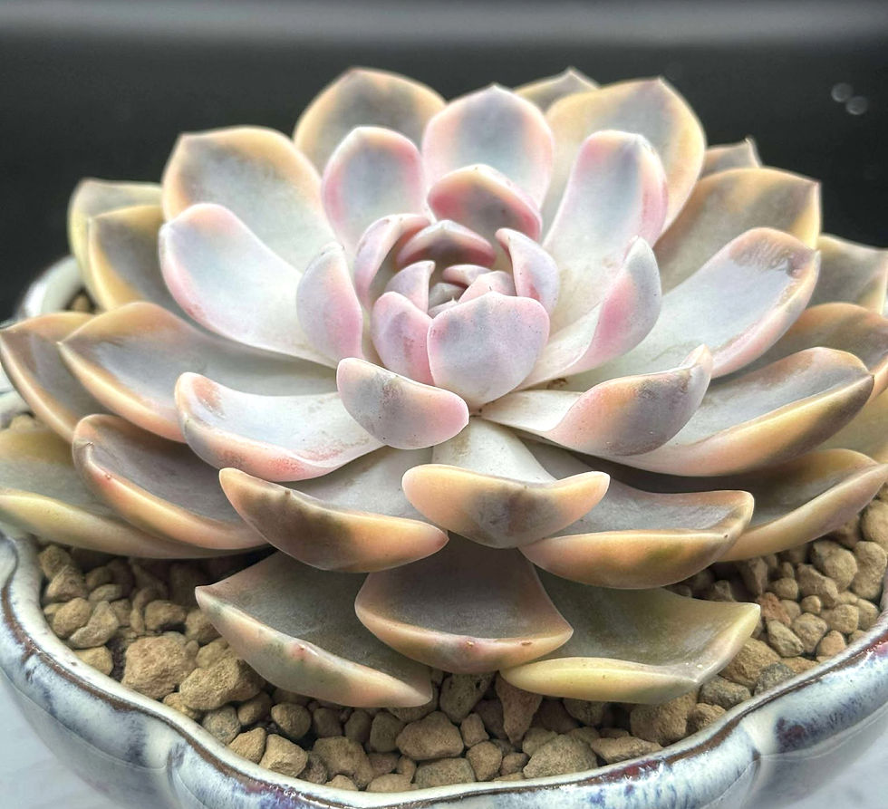 Echeveria Hamburg variegated single head