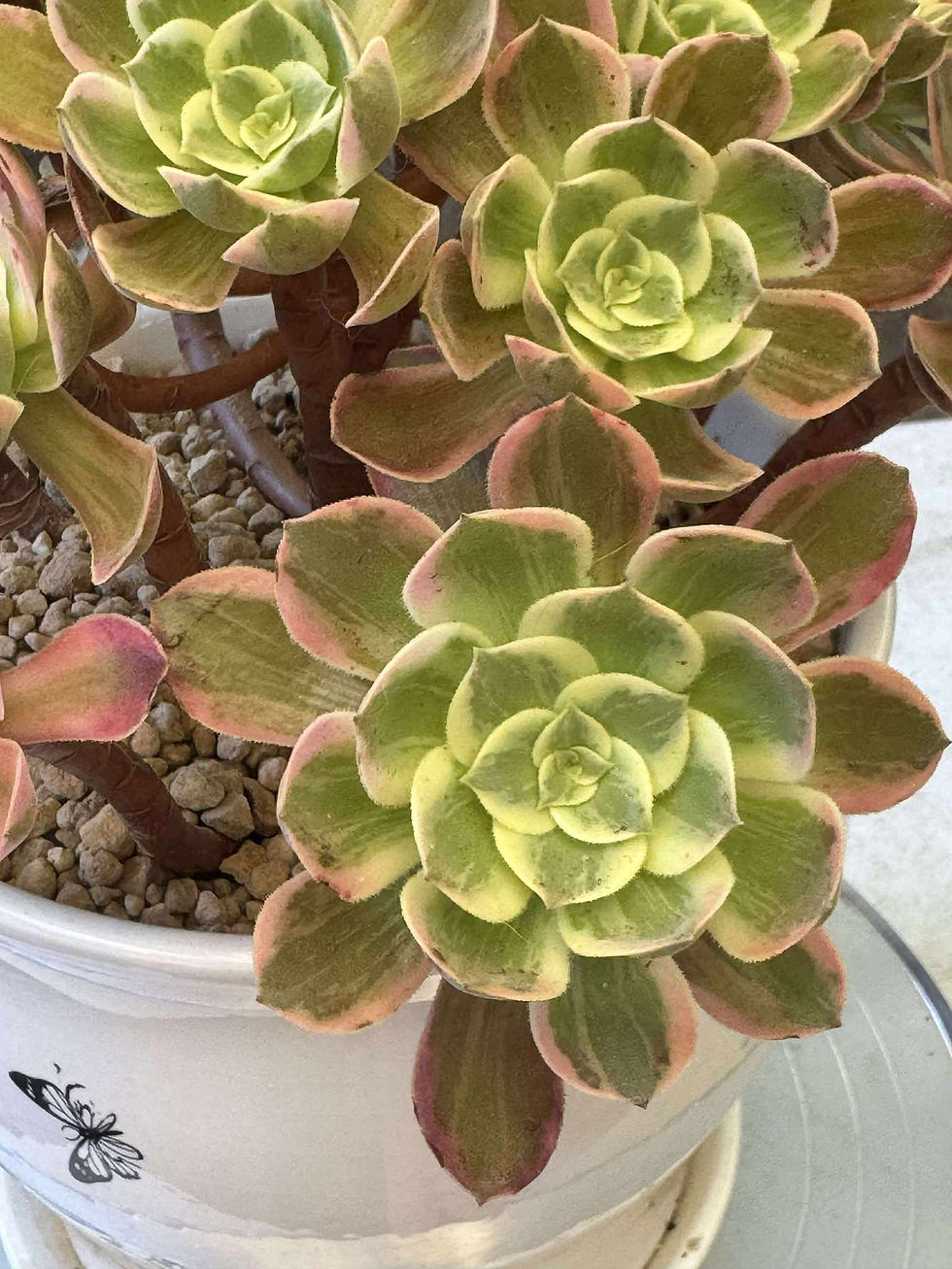 Thumbnail: Aeonium Wicked Queen variegated cluster