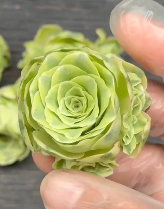 Thumbnail: Greenovia Variegated Cluster GC