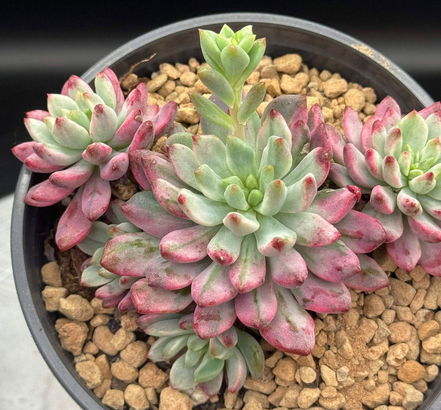 Echeveria Blue Elf variegated cluster well rooted in 5” pot #88