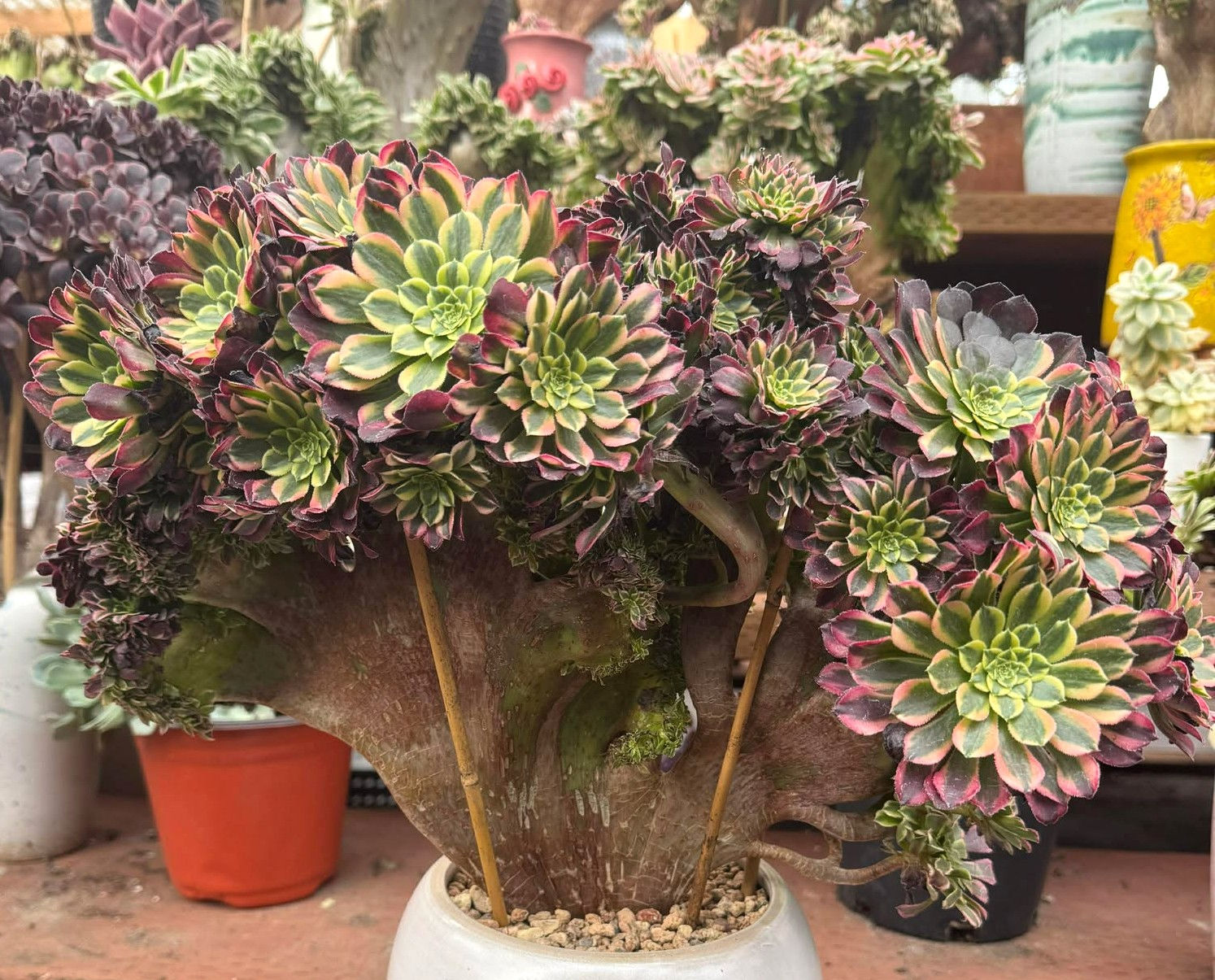 Aeonium Morning Glow crest-collection 15”x13” #27