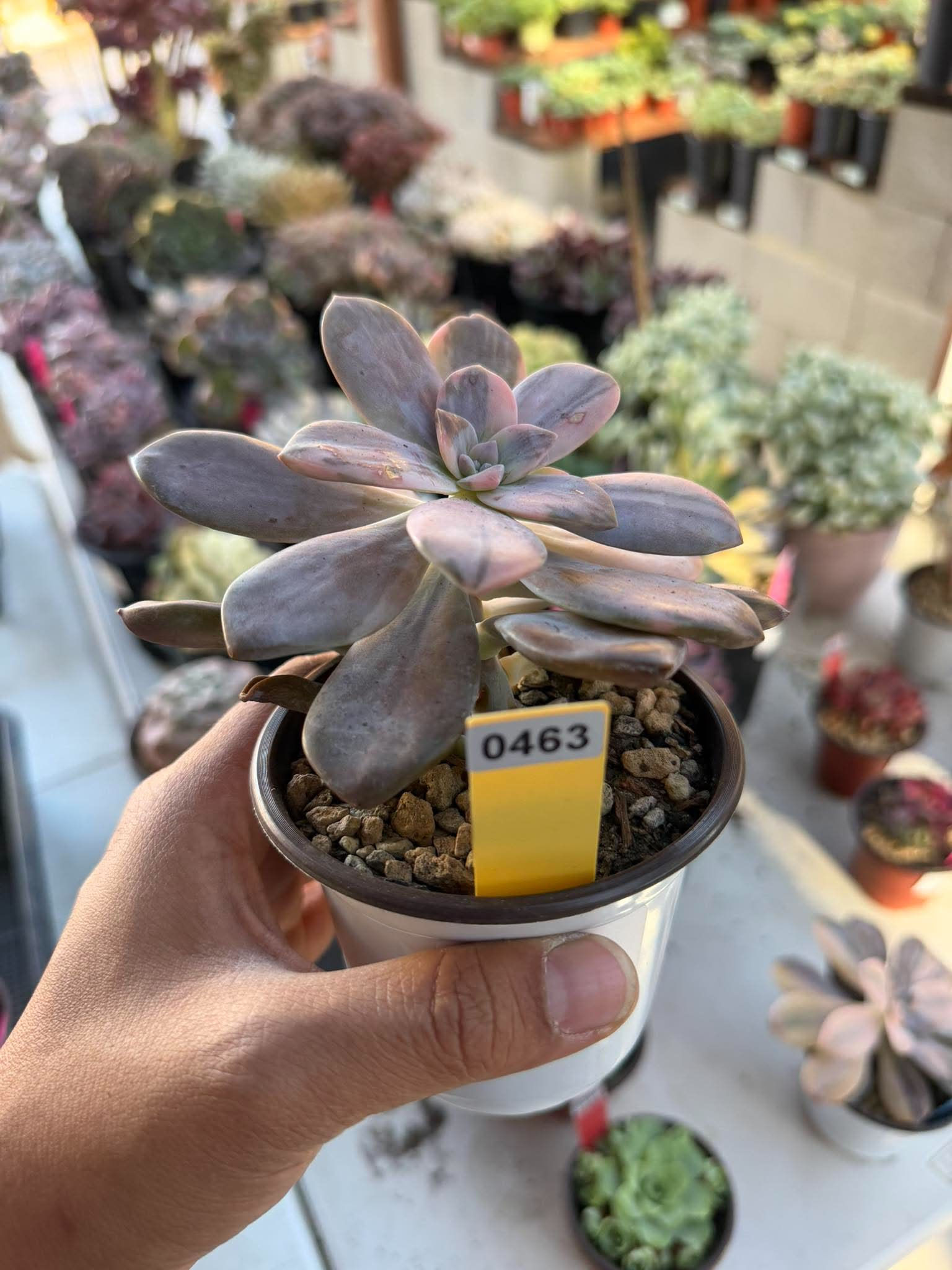 Graptopetalum Superbum #0463