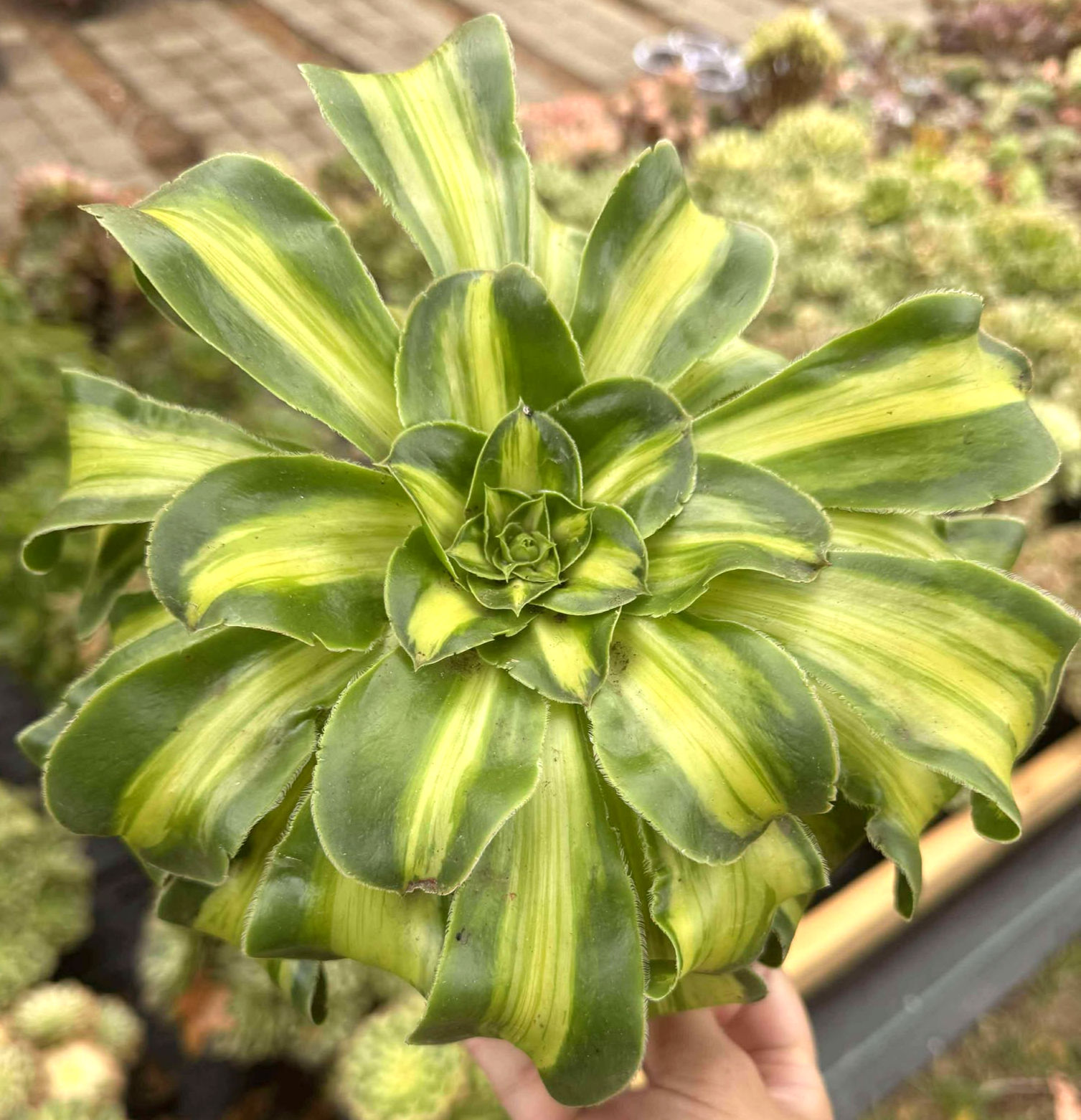 Aeonium Tyrant variegated