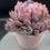 Thumbnail: Big Echeveria Pink Cupid cluster #6