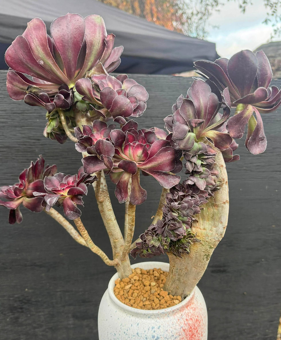 Thumbnail: Special Aeonium Chanel with unique combination of crest and cluster in one stem