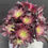Thumbnail: Aeonium Black Zwarkin variegated cluster #72