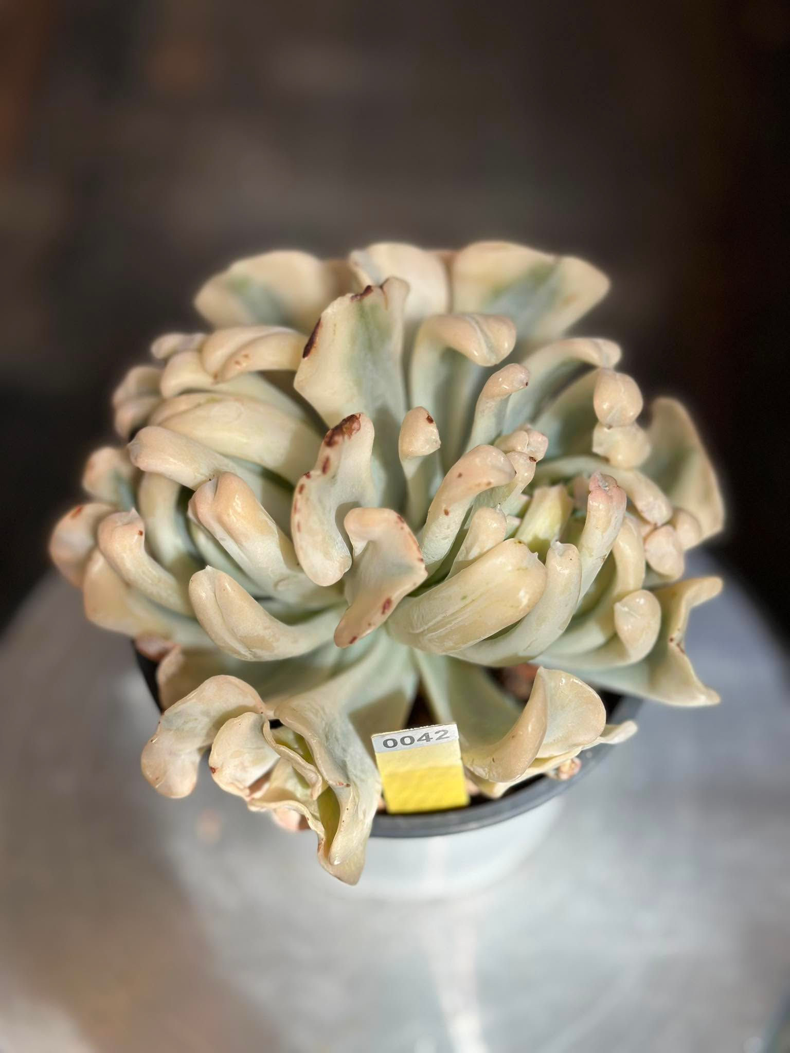 Echeveria Topsy Turvey variegated cluster - grafting #0042
