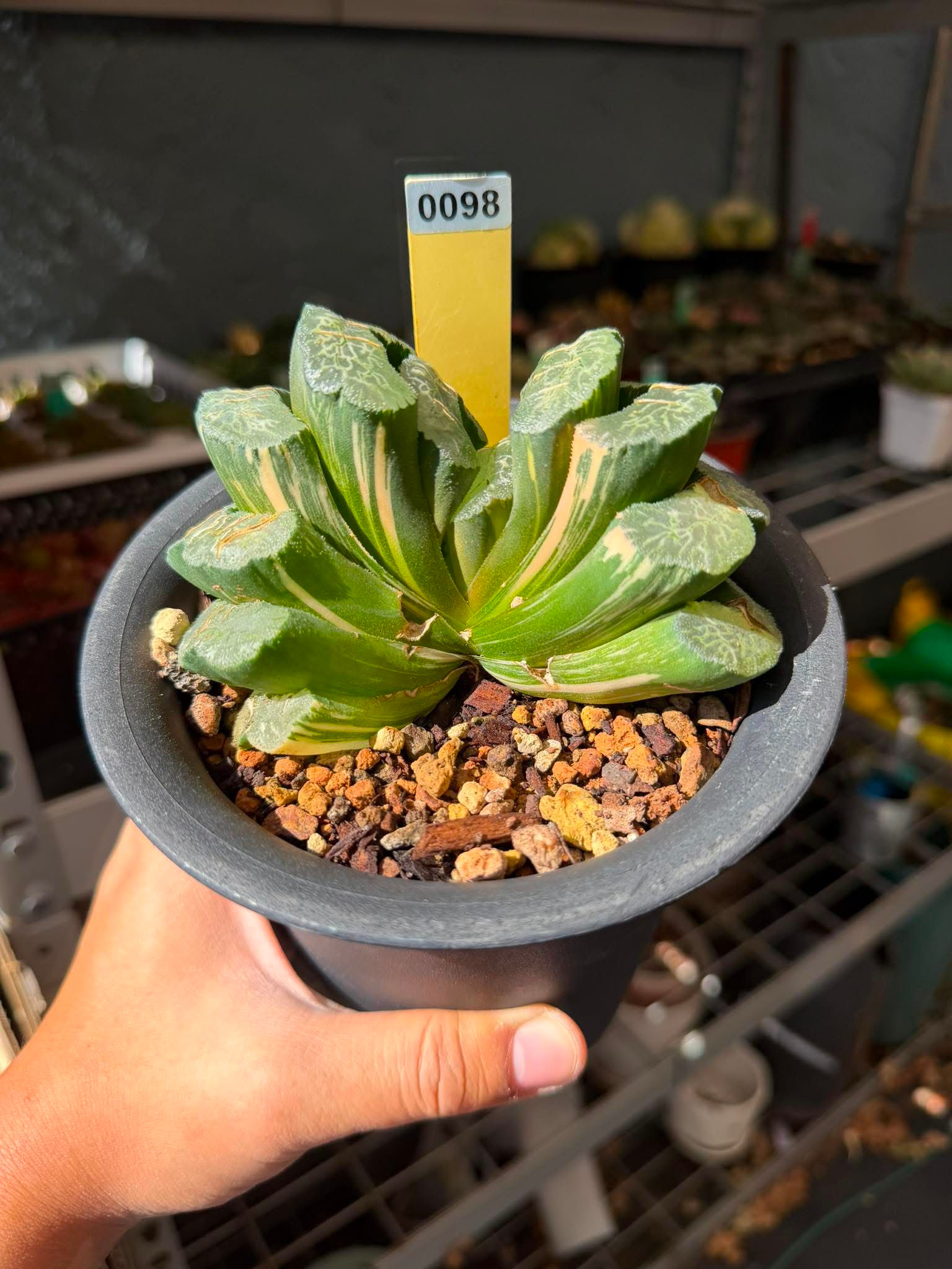 Big Haworthia Truncata variegated in 5" pot #Y 0098