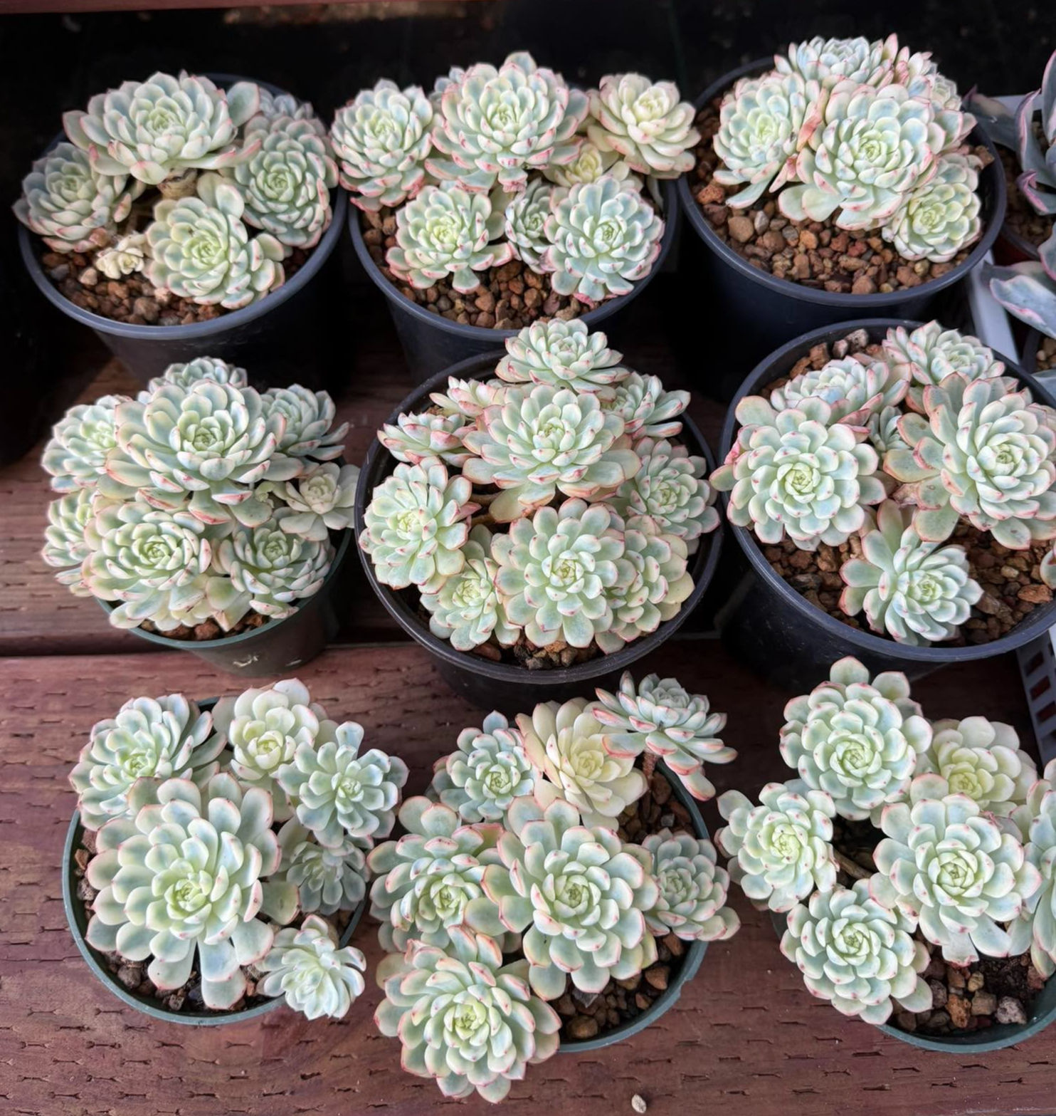 Minima variegated