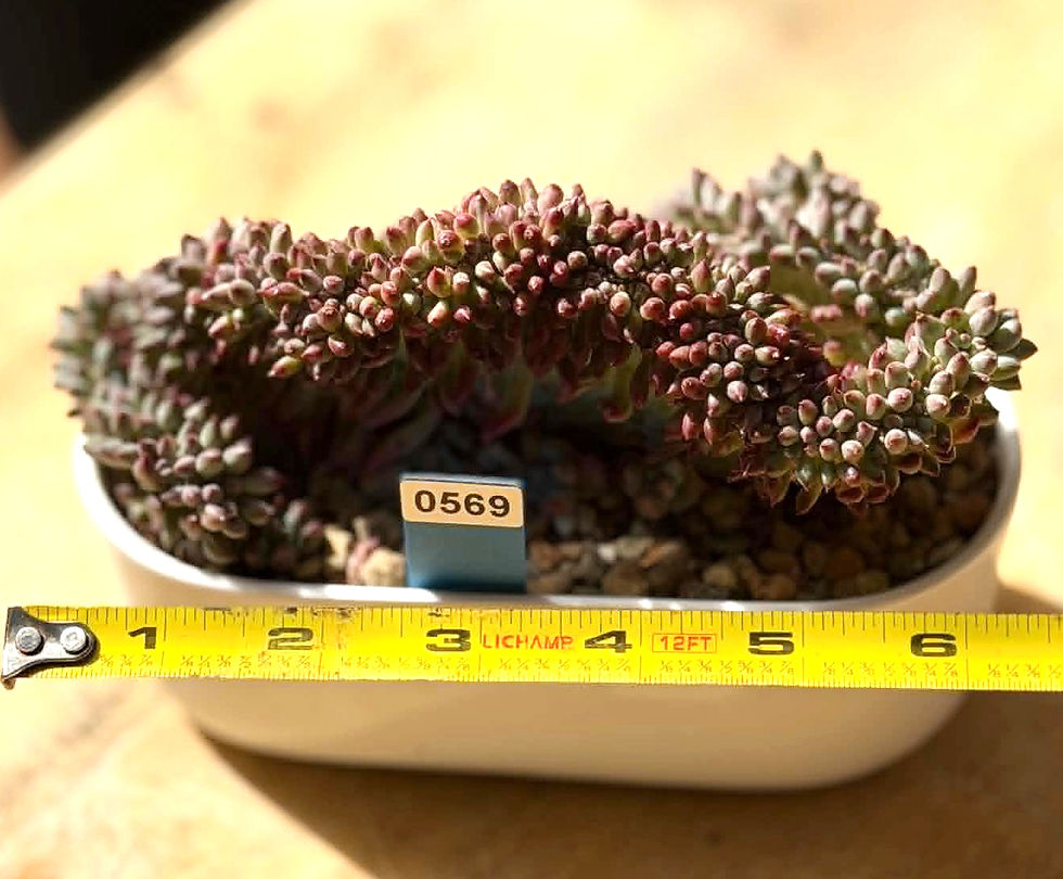 Thumbnail: Echeveria Setosa Variegated Deminuta crest - well rooted #0569